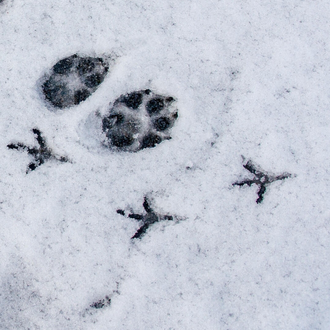 paw prints in snow