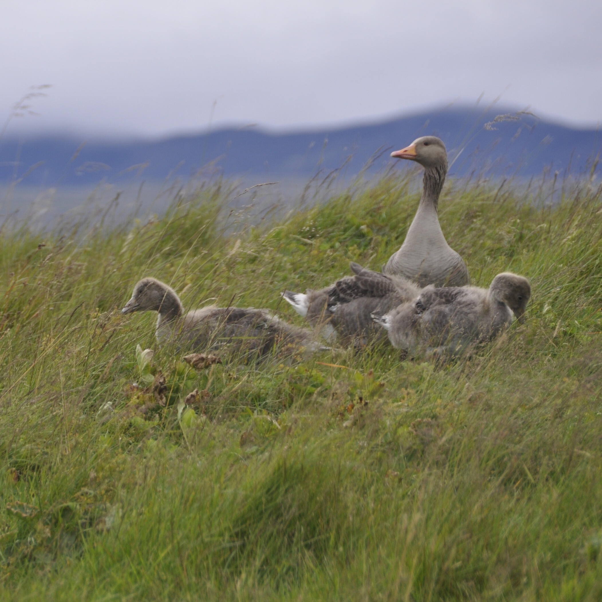 geese in a meadow